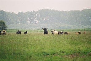 Alperstedter Ried