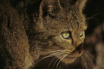 Wildkatze
